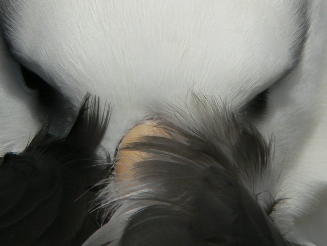 ../../Pictures/241209/062 blackbrowded Albatross.JPG